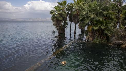 El Mar De Galilea Esta Lleno Pero Sus Playas Estan Vacias